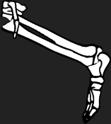 Dem bones dem bones dem – dry bones!