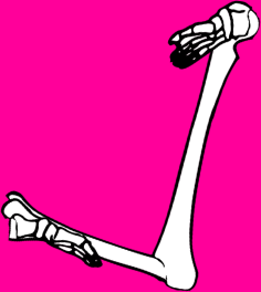 Dem bones dem bones dem – dry bones!