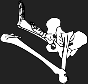 Dem bones dem bones dem – dry bones!