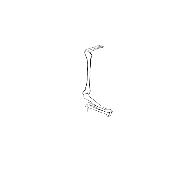 Dem bones dem bones dem – dry bones!