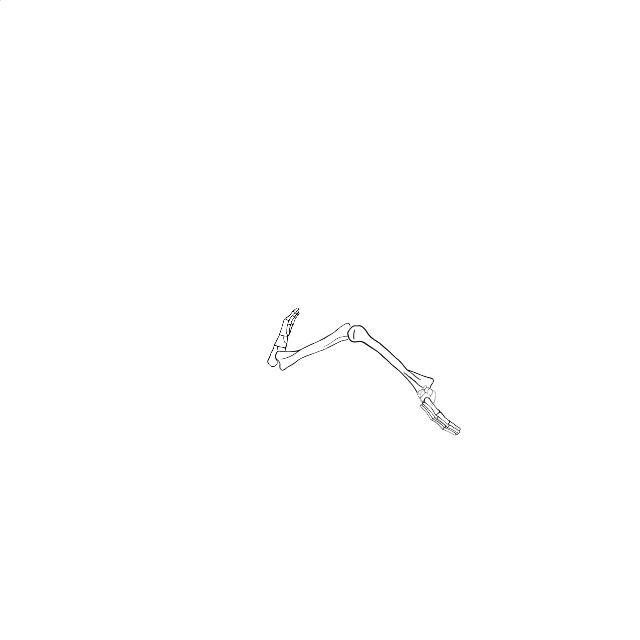 Dem bones dem bones dem – dry bones!