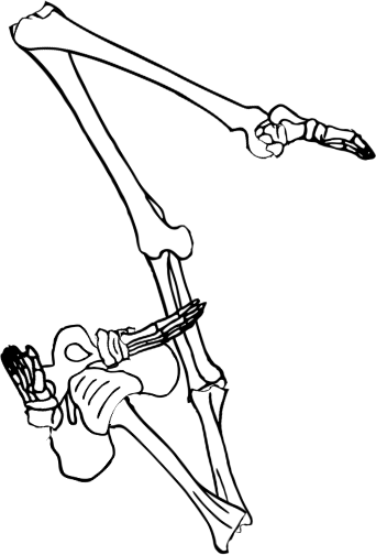 Dem bones dem bones dem – dry bones!
