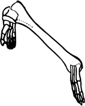 Dem bones dem bones dem – dry bones!