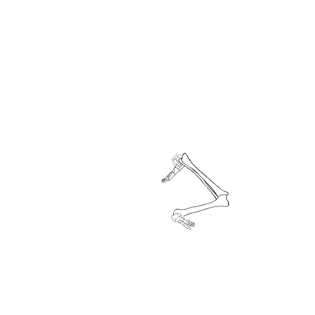Dem bones dem bones dem – dry bones!
