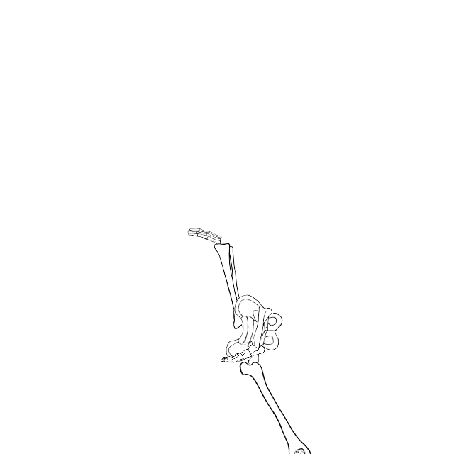Dem bones dem bones dem – dry bones!