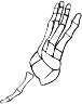 Dem bones dem bones dem – dry bones!