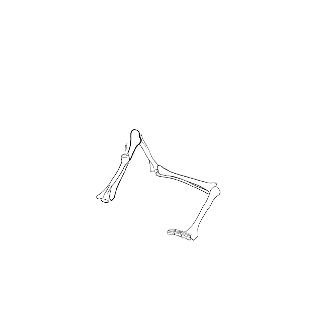Dem bones dem bones dem – dry bones!
