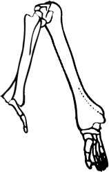 Dem bones dem bones dem – dry bones!