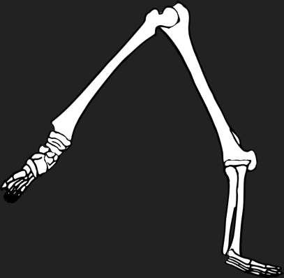 Dem bones dem bones dem – dry bones!