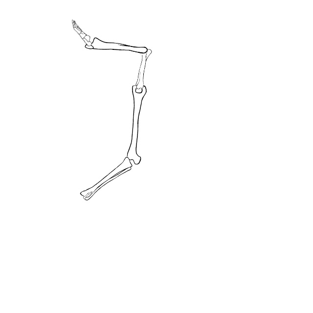 Dem bones dem bones dem – dry bones!
