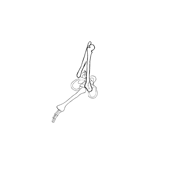 Dem bones dem bones dem – dry bones!