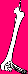 Dem bones dem bones dem – dry bones!