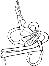 Dem bones dem bones dem – dry bones!