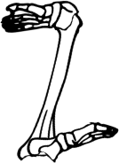 Dem bones dem bones dem – dry bones!