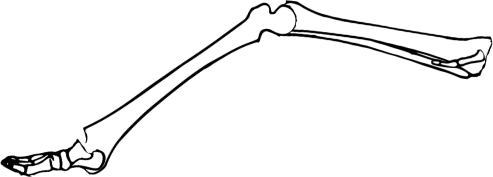 Dem bones dem bones dem – dry bones!
