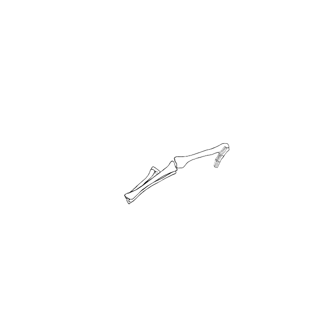 Dem bones dem bones dem – dry bones!