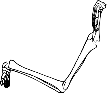 Dem bones dem bones dem – dry bones!