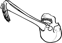 Dem bones dem bones dem – dry bones!
