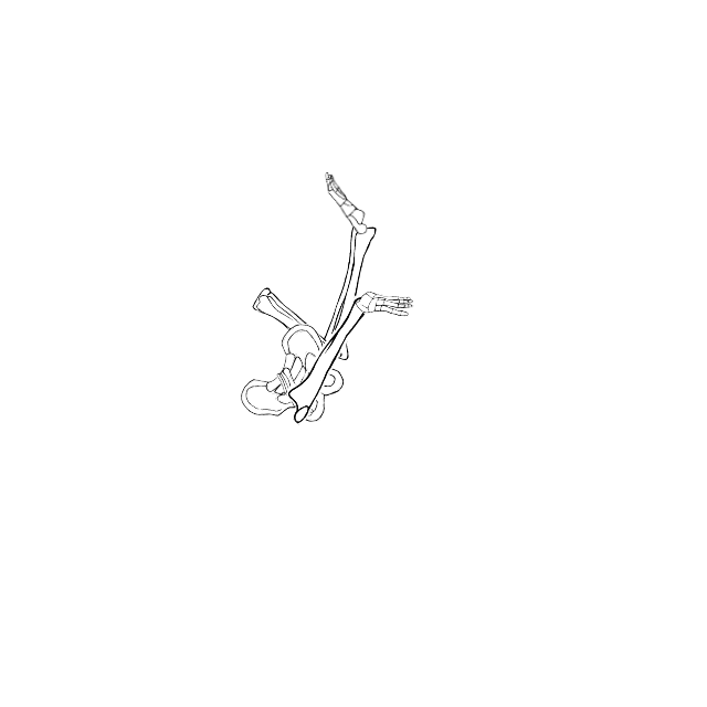 Dem bones dem bones dem – dry bones!
