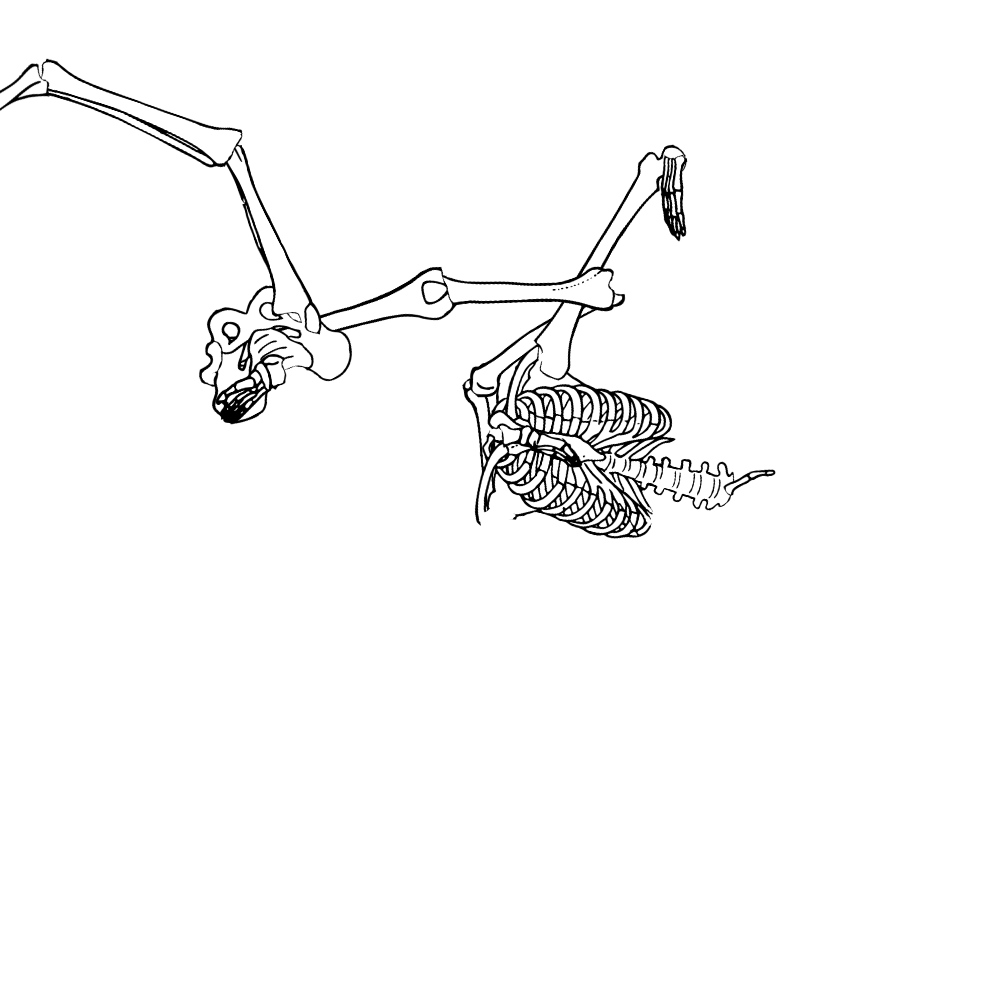Dem bones dem bones dem – dry bones!