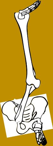 Dem bones dem bones dem – dry bones!