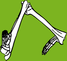 Dem bones dem bones dem – dry bones!