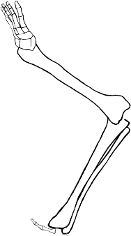Dem bones dem bones dem – dry bones!