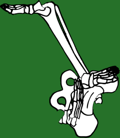 Dem bones dem bones dem – dry bones!