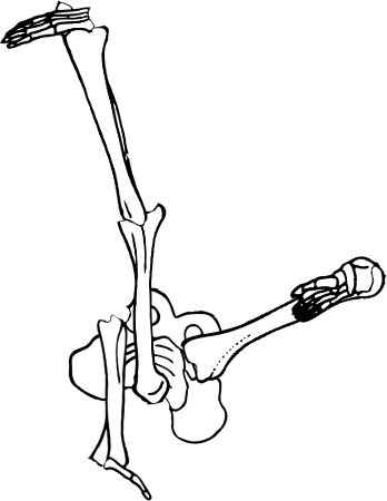 Dem bones dem bones dem – dry bones!