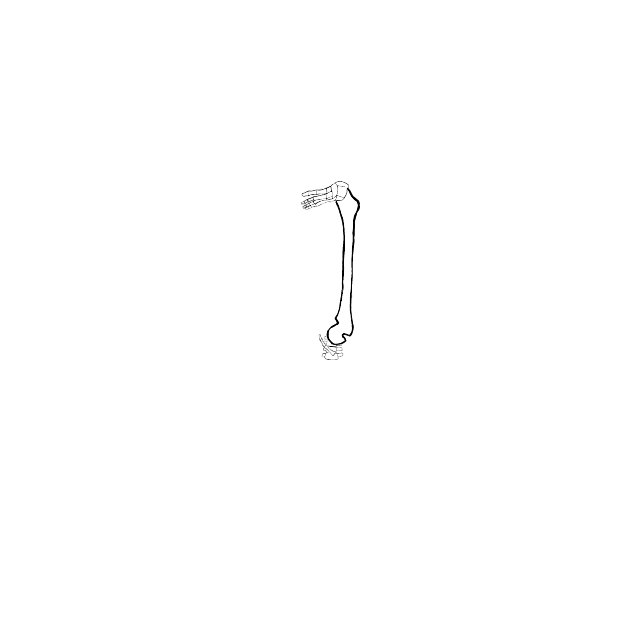 Dem bones dem bones dem – dry bones!