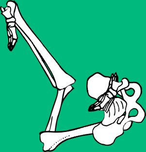 Dem bones dem bones dem – dry bones! Dem bones dem bones dem – extra bones!