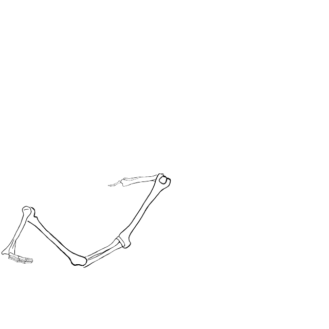 Dem bones dem bones dem – dry bones!