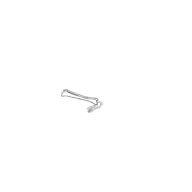 Dem bones dem bones dem – dry bones!