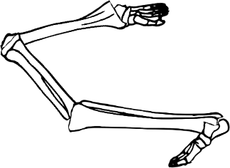 Dem bones dem bones dem – dry bones! Dem bones dem bones dem – extra bones!