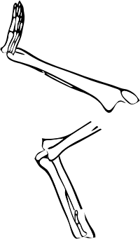 Dem bones dem bones dem – dry bones!