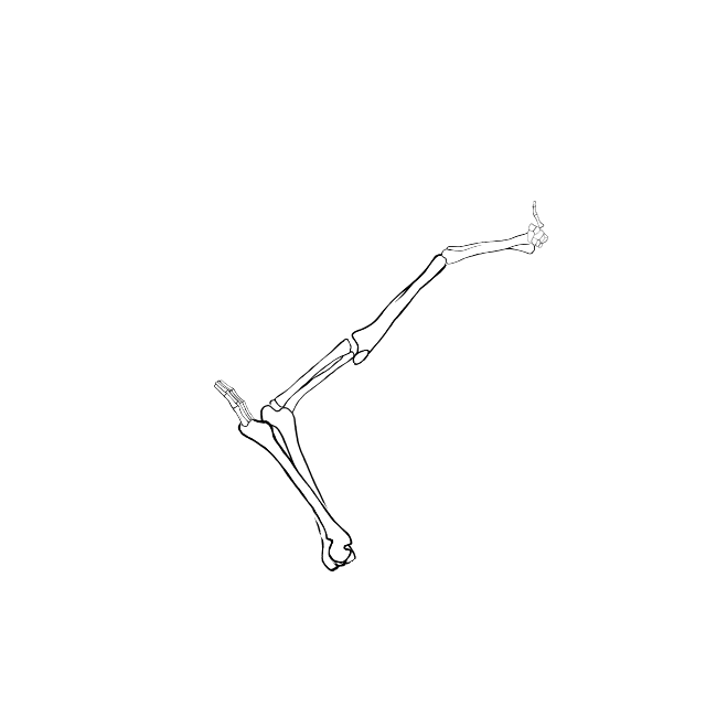 Dem bones dem bones dem – dry bones!