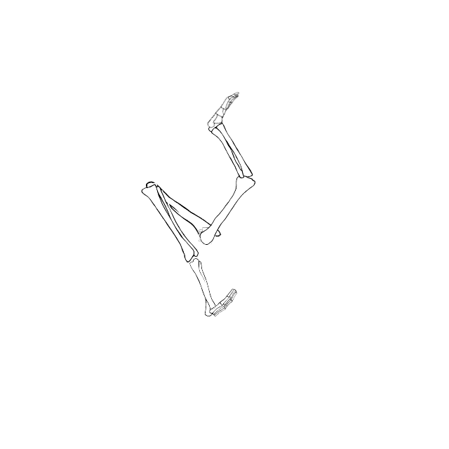 Dem bones dem bones dem – dry bones!