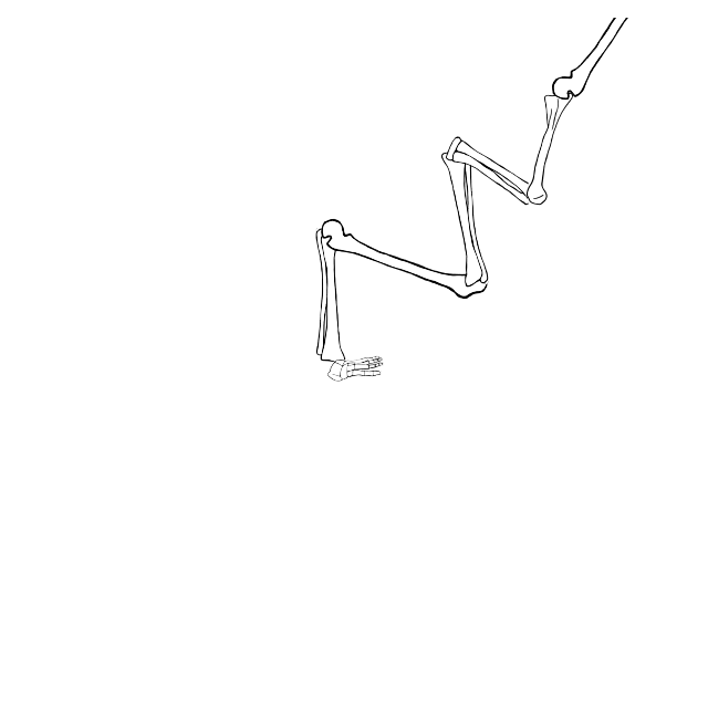 Dem bones dem bones dem – dry bones!