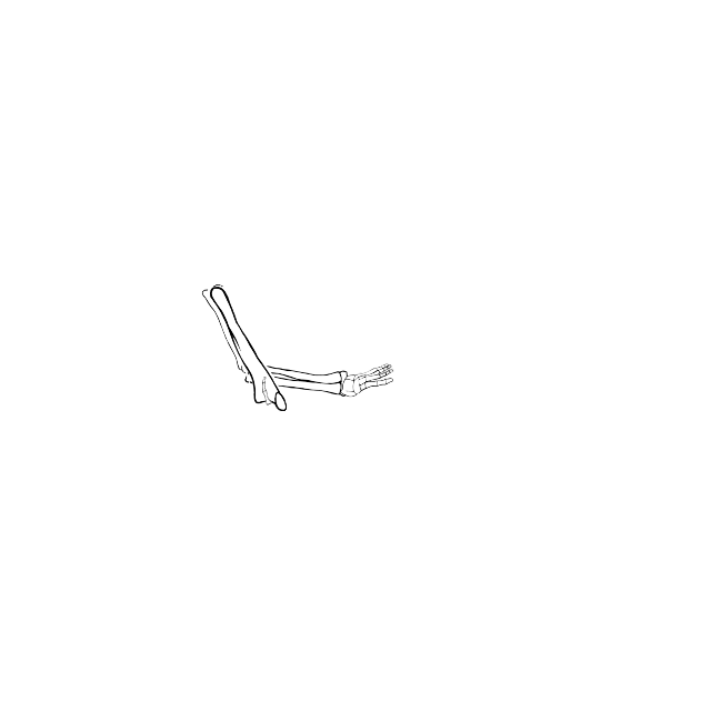 Dem bones dem bones dem – dry bones!