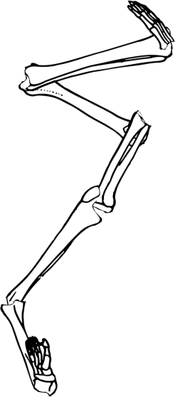 Dem bones dem bones dem – dry bones!