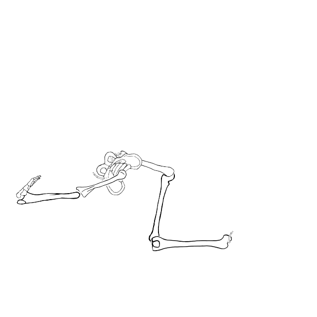 Dem bones dem bones dem – dry bones!