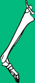 Dem bones dem bones dem – dry bones!