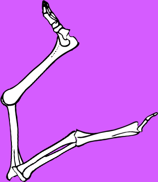 Dem bones dem bones dem – dry bones!