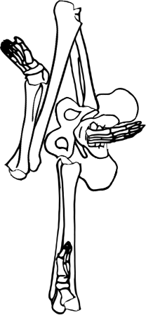 Dem bones dem bones dem – dry bones!