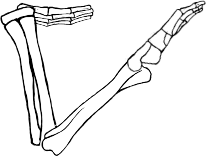 Dem bones dem bones dem – dry bones!