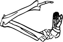 Dem bones dem bones dem – dry bones! Dem bones dem bones dem – extra bones!