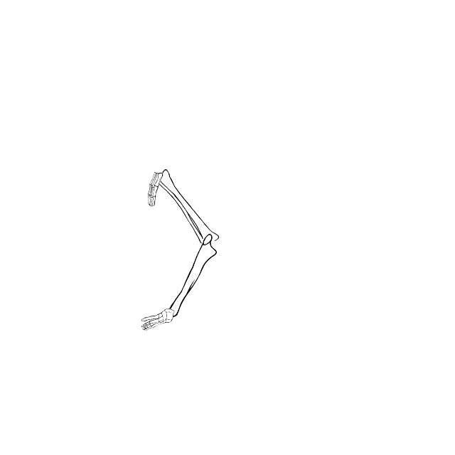 Dem bones dem bones dem – dry bones!