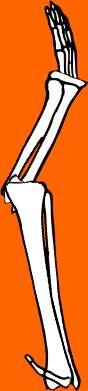 Dem bones dem bones dem – dry bones!