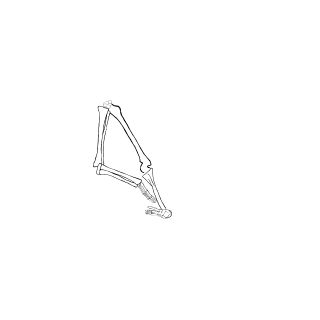 Dem bones dem bones dem – dry bones!