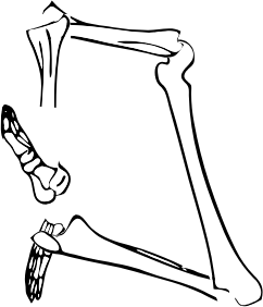 Dem bones dem bones dem – dry bones!